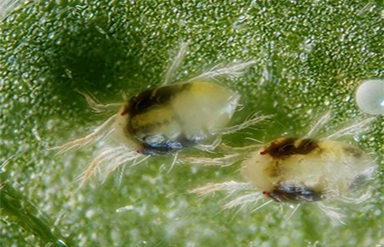 spidermites1